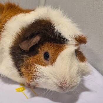 Rescue Guinea Pig Guinea Pigs for Adoption in Tampa, Florida - Manta | PetCurious